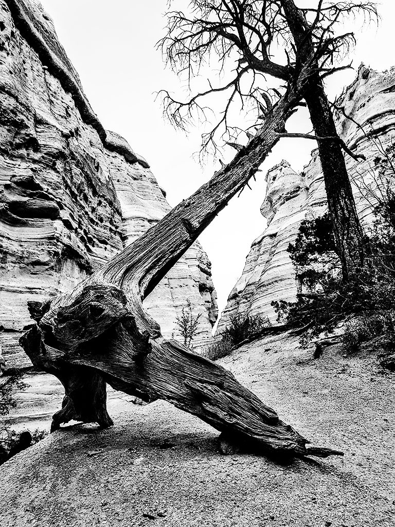 Dead Tree and Tent Rocks